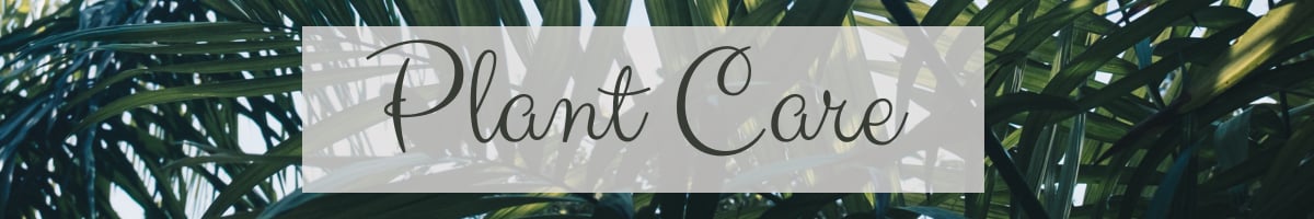 plant care